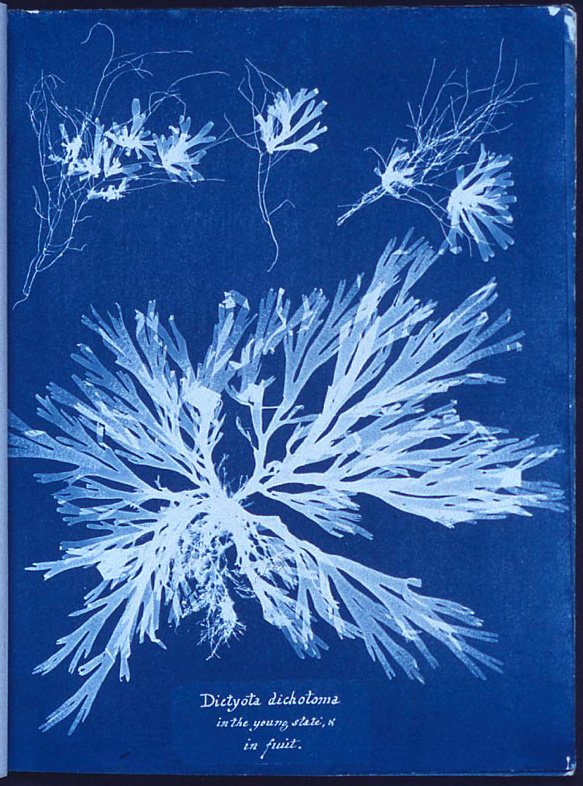 Anna Atkins botanical illustration