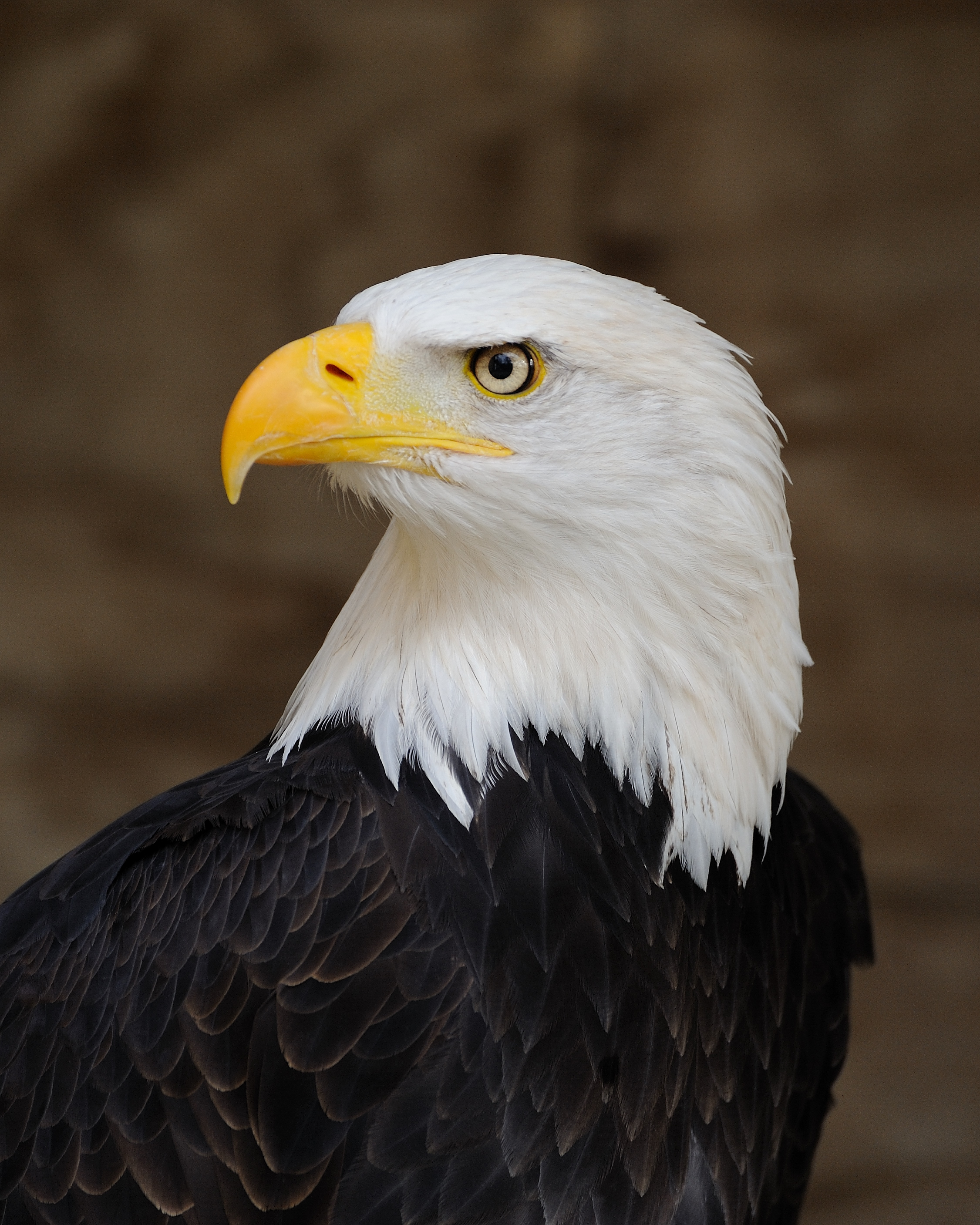 Bald eagle portrait photograph