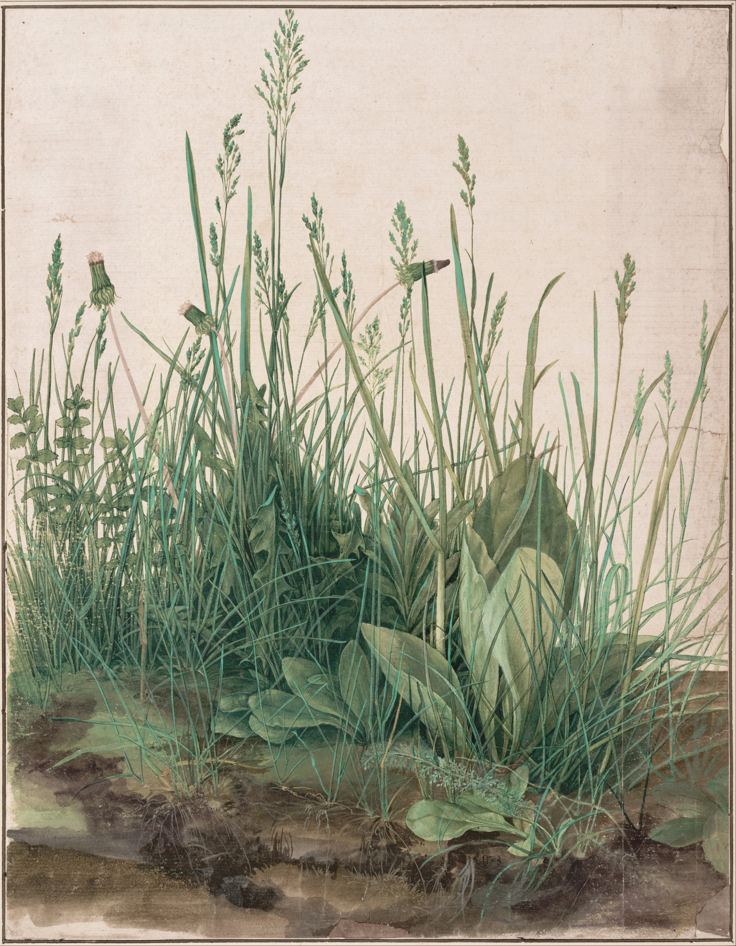 Botanical Drawing — A Leaf or Flower