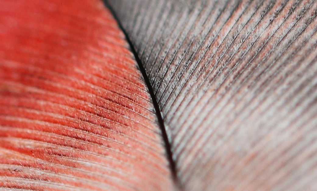 Feather closeup