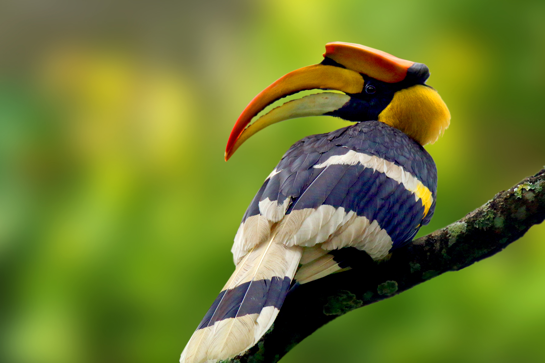 Great hornbill portrait