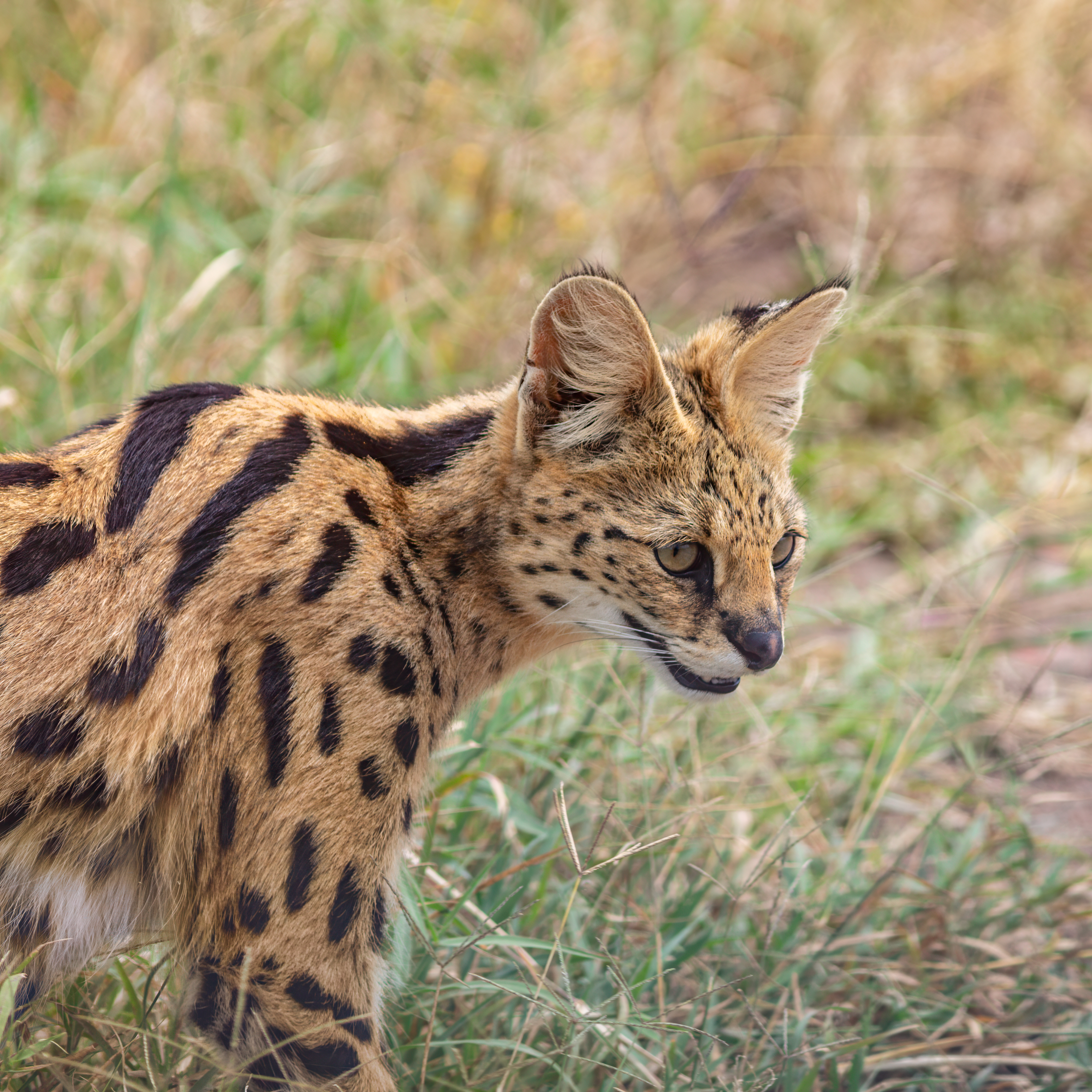 Wildlife Portrait